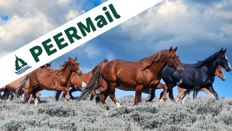 PEERMail | Are Wild Horses to Blame for Failing Rangeland Health?